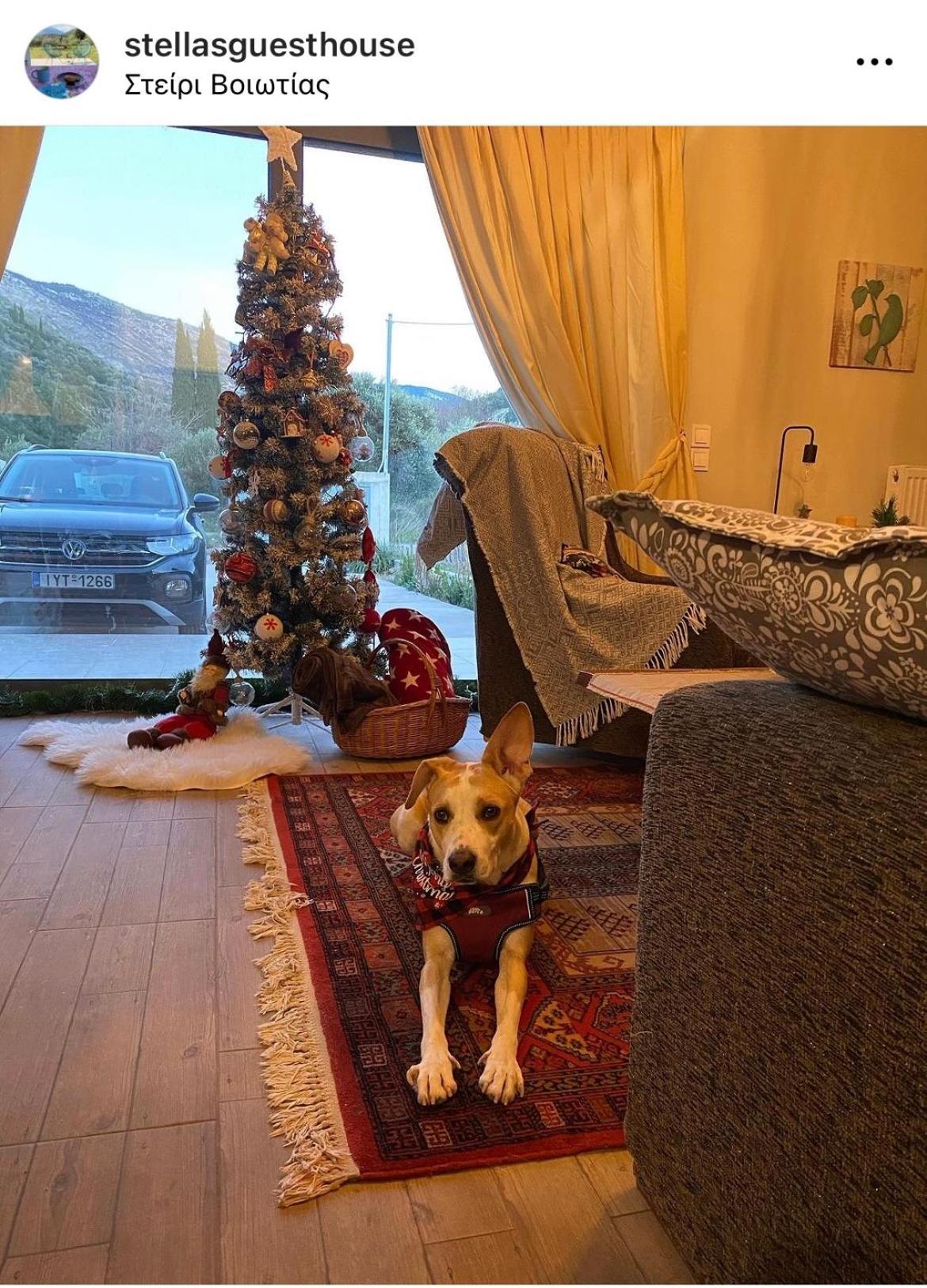 Stellas Guesthouse Near Arachova Stirion Bagian luar foto